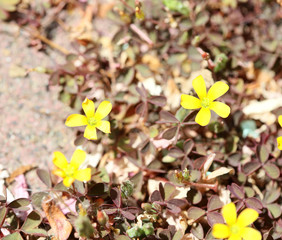 Wild yellow flower macro background oxalis corniculata family oxalidaceae high quality prints