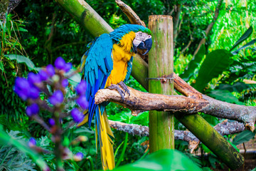 blue and yellow macaw - Cali Colombia