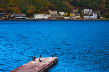 Japan. Cried in the lake Kawaguchiko. Birds are sitting on a wooden pier. Hotels overlooking the lake. Hotels in Fujikawaguchiko. Landscape of lake Kawaguchiko. Tour of the regions of Japan