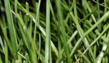 green grass background