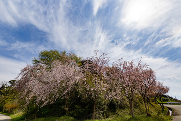 春、桜満開！