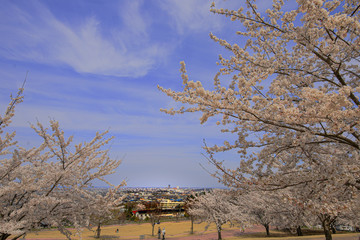 春、桜満開！