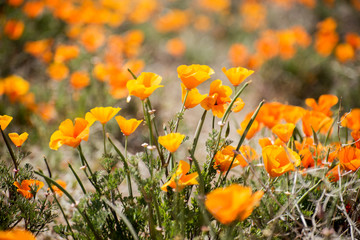 Blooming poppy flowers in springtime in California