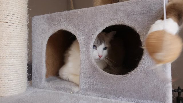 Two ragdoll birman cats playing on a hideout, on a cat tree