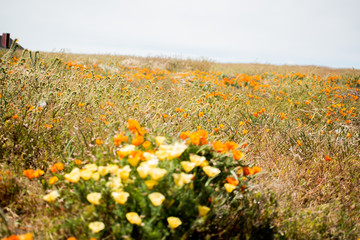 Blooming poppy flowers in springtime in California