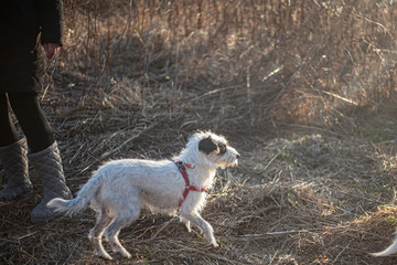 Dog in the forest. 