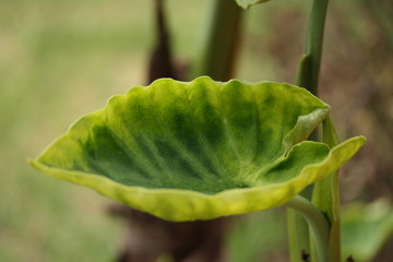 Green new leaf