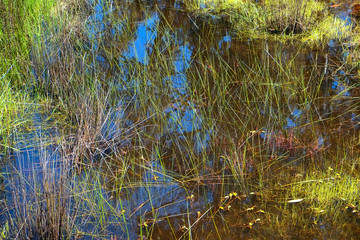 Plants growing on the edge of Lake Crescent Tasmania