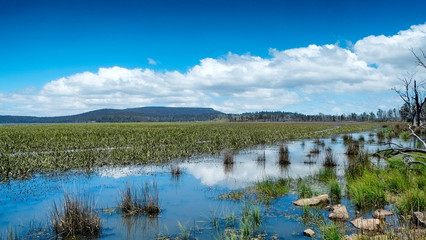 Plants growing on the edge of Lake Crescent Tasmania