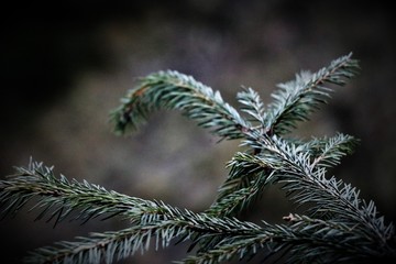 Winter pine trees