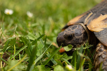 Head turtle tortoise eyes sleep open close cute brown shell