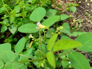 Close up green Oxalis barrelieri (Barrelier's woodsorrel, lavender sorrel, trèfle, oseille marron, oseille savane, Oxalis bahiensis) in the nature.
