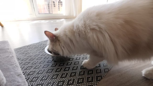 A female ragdoll cat eats cat food
