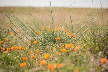 Blooming poppy flowers in springtime in California