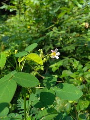 Close up green Oxalis barrelieri (Barrelier's woodsorrel, lavender sorrel, trèfle, oseille marron, oseille savane, Oxalis bahiensis) in the nature.