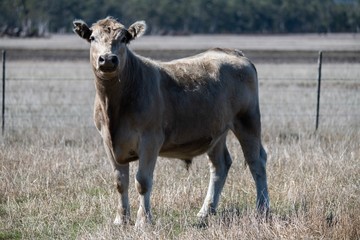 Beef cattle in south west Victoria. murray grey, angus and specked park all grass fed 