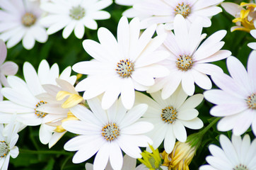 ディモルフォセカ