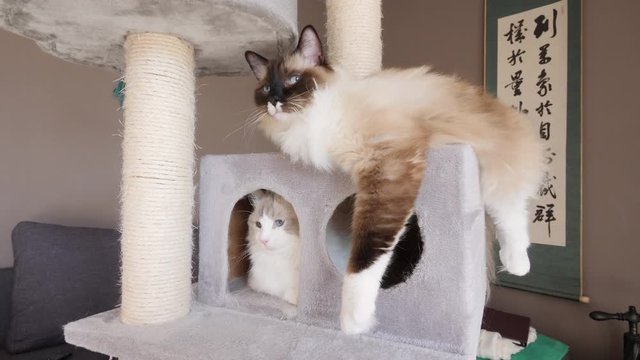 Two ragdoll birman cats on a hideout, on a cat tree (3)