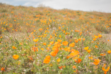 Blooming poppy flowers in springtime in California