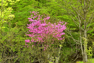 Fototapeta premium The flowers are beginning to grow and everything is becoming green.