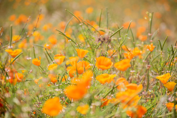 Blooming poppy flowers in springtime in California