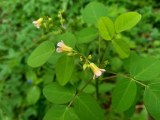 Close up green Oxalis barrelieri (Barrelier's woodsorrel, lavender sorrel, trèfle, oseille marron, oseille savane, Oxalis bahiensis) in the nature.