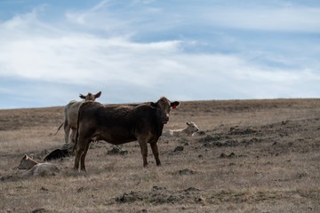 Beef cattle in south west Victoria. murray grey, angus and specked park all grass fed 