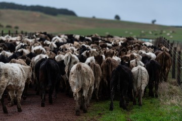 Beef cattle in south west Victoria. murray grey, angus and specked park all grass fed 