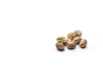 Cannabis Seeds Isolated on White with Copy Space