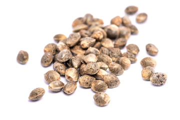 Cannabis Seeds Isolated on White Background