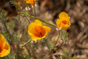 Naklejka premium Blooming poppy flowers in springtime in California