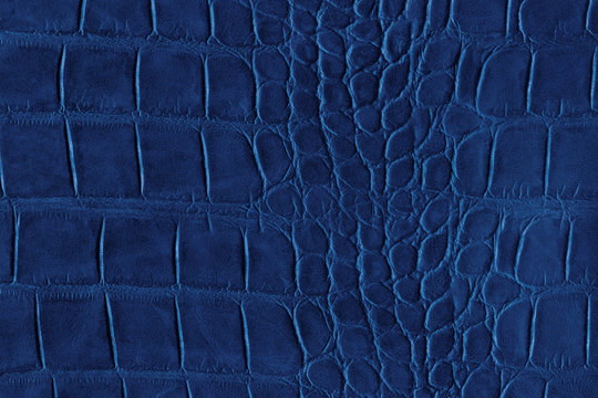 Blue crocodile or reptile skin of high quality and high resolution. Texture and background of crocodile dark blue skin in square pattern for wallets, purse, bags and interior design.