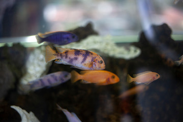 Fish in the aquarium are swimming.