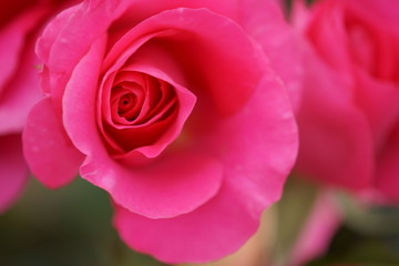 Roses have begun to bloom in the park where I am always walking