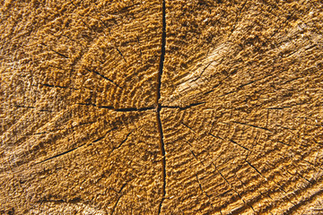 Holzstruktur eines Baumstammes akls Schnittbild