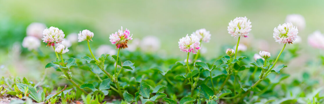 alsike clover. red clover flowers in the wild green grass. Panoramic view of red clover flowers on green color bokeh background