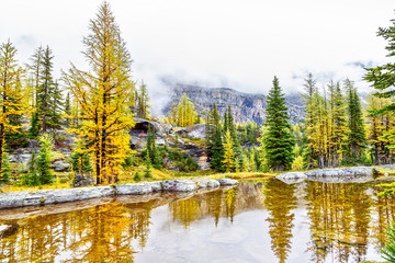 Autumn Colors at Lake O'Hara in the Canadian Rockies