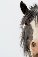 Half the head of a brown horse with a white section in the middle of its face. The animal has a...