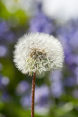 Dandelion seed head in spring, England, United Kingdom