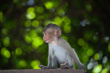 可愛いサル