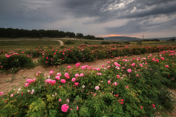 Field of roses. Beautiful pink roses. Roses are grown on plantations for the production of essential oils and cosmetics. Evening landscape.