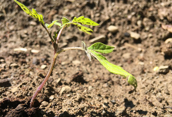 Tomato seedlings.Green young newly planted tomato seedling in black soil close-up .