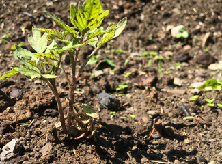 Tomato seedlings.Green young newly planted tomato seedling in black soil close-up .