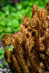 Fiddlehead, fresh growth of a sword fern on sunny spring day, nature background
