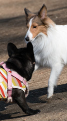 Cute little two dogs are playing in a park