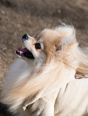 Cute little dog looking at his Master