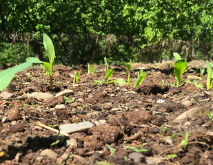 Maize seedling in agricultural garden, Growing Young Green Corn Seedling