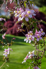 Pink clematis blooming in a sunspot against a sunny garden background
