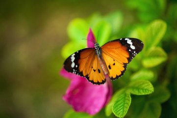 Obraz na płótnie Canvas Monarch Butterfly on a flower