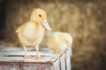 Cute little newborn duckling standing on wood. Newly hatched duckling on a chicken farm.